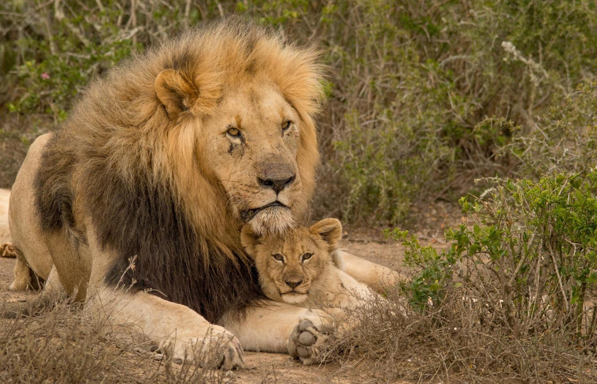 Kwandwe Private Game Reserve - Melton Manor Ґрейамстаун Екстер'єр фото