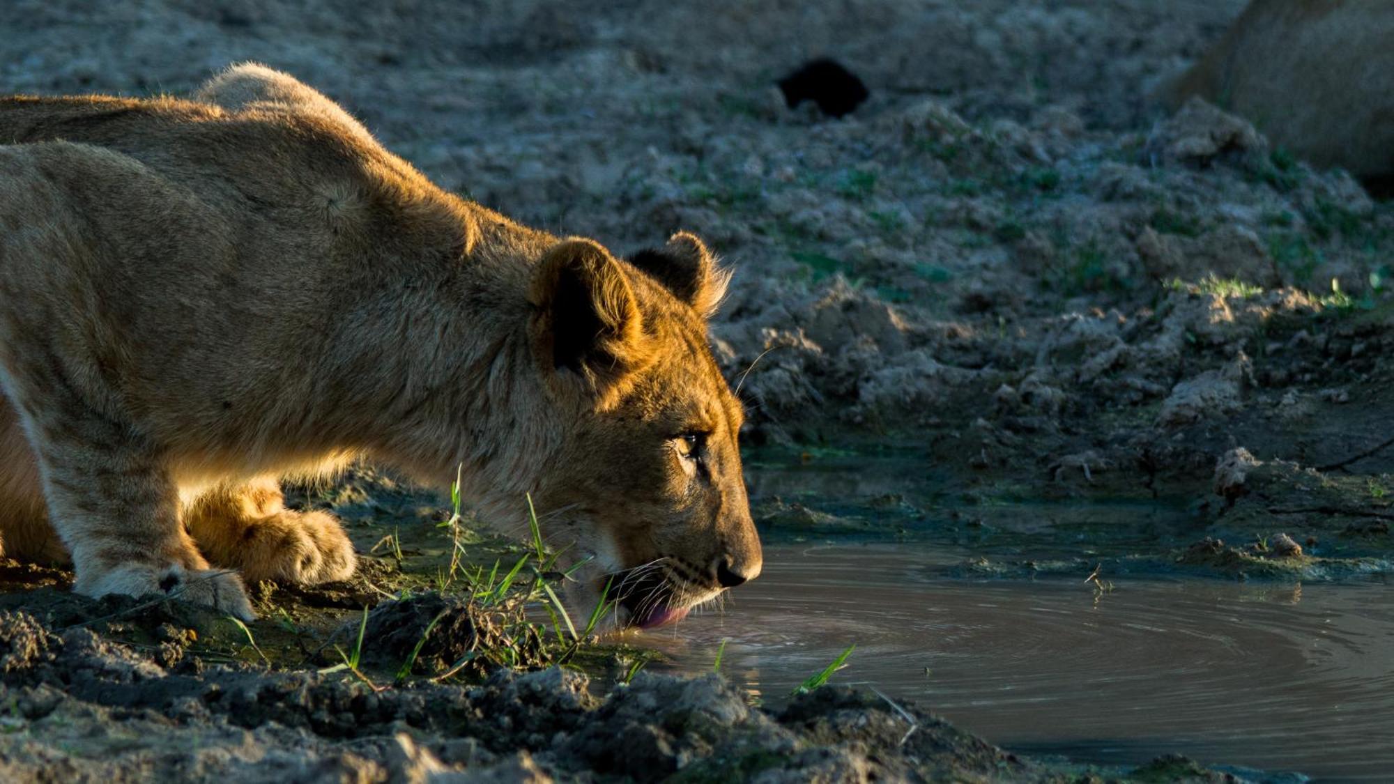 Kwandwe Private Game Reserve - Melton Manor Ґрейамстаун Екстер'єр фото