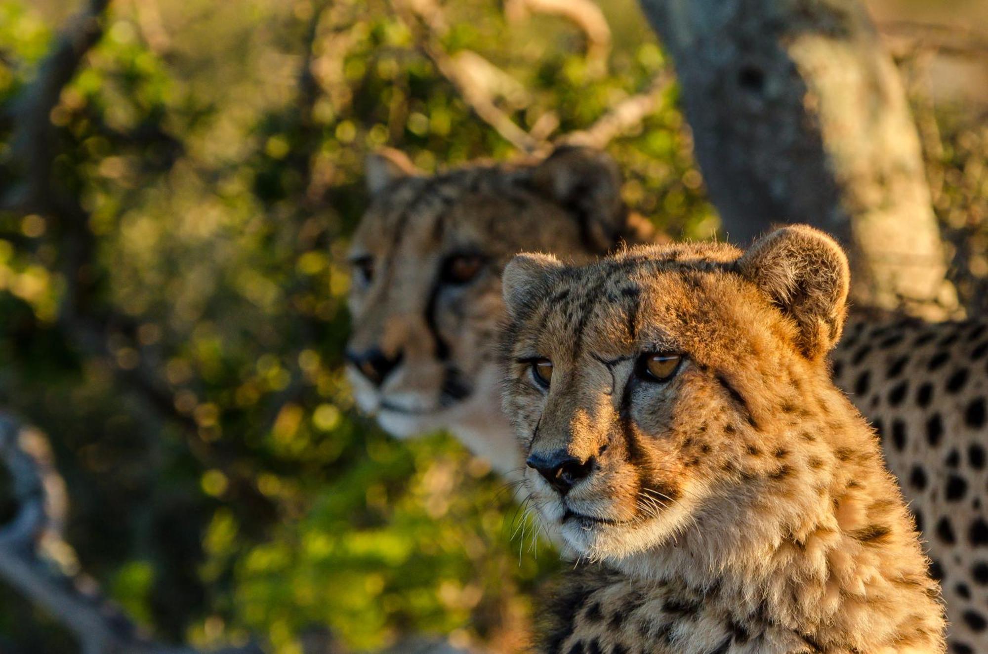 Kwandwe Private Game Reserve - Melton Manor Ґрейамстаун Екстер'єр фото