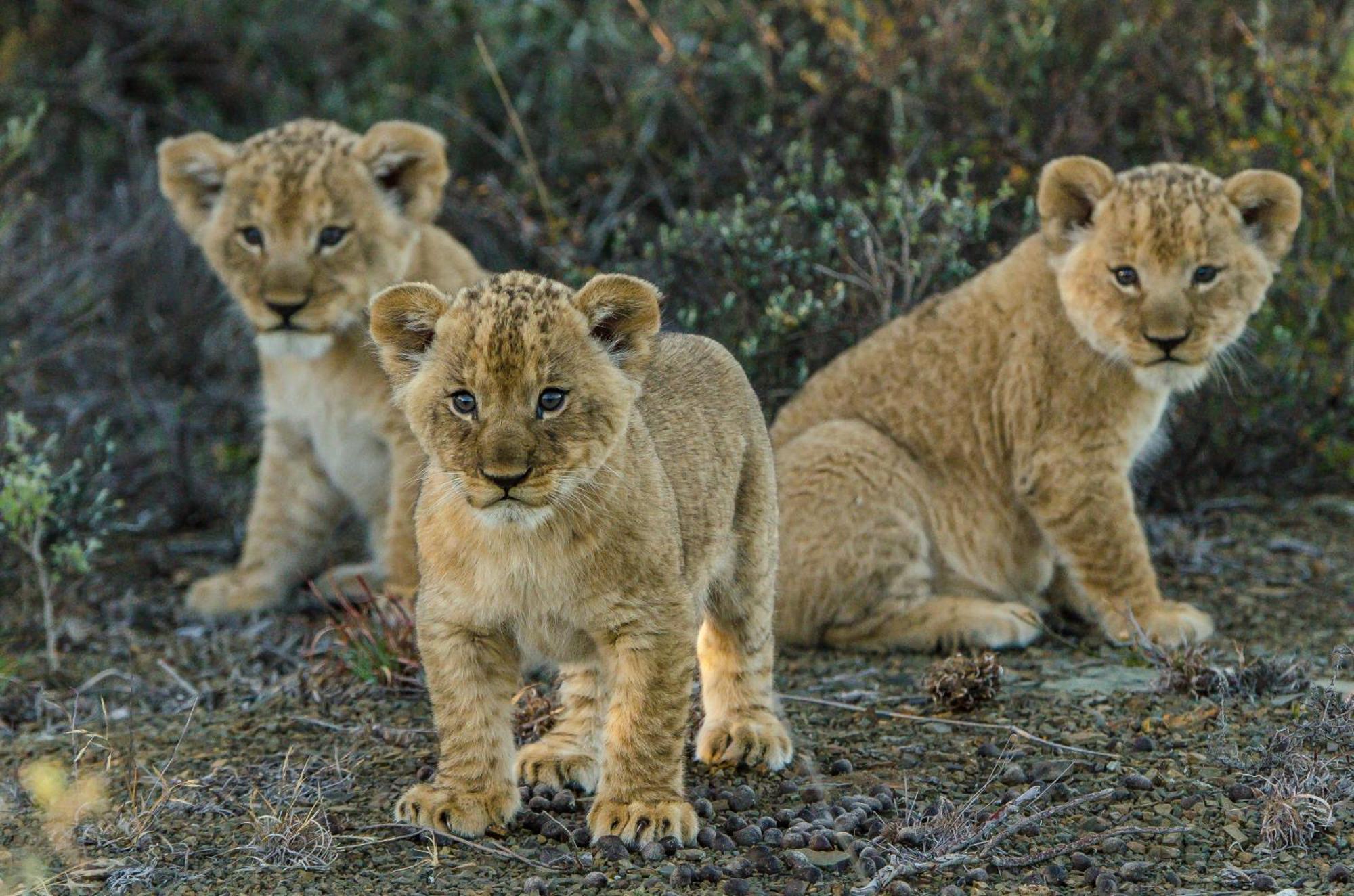 Kwandwe Private Game Reserve - Melton Manor Ґрейамстаун Екстер'єр фото