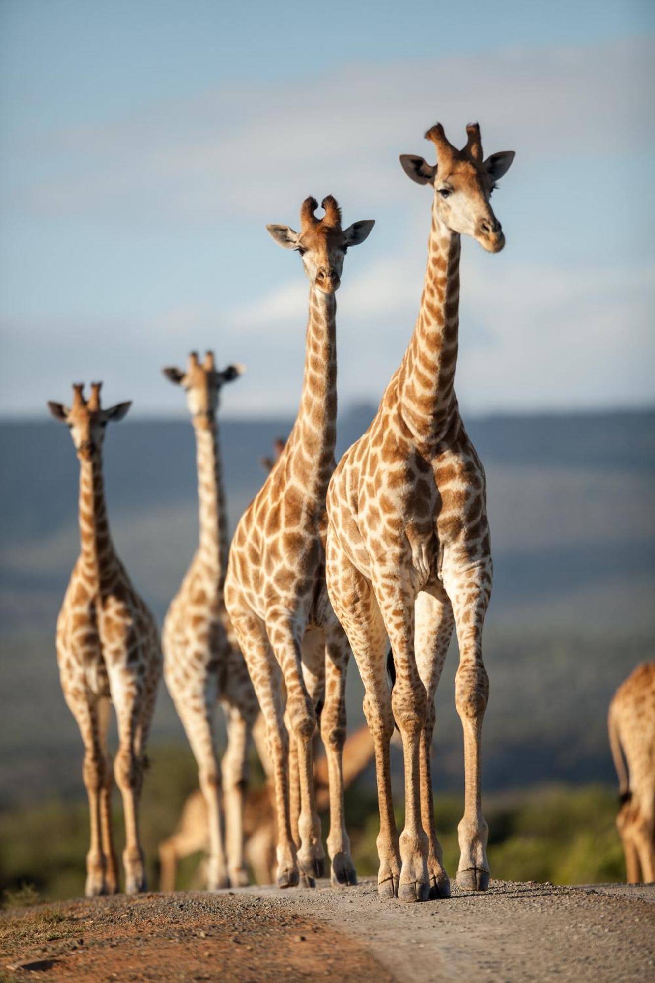 Kwandwe Private Game Reserve - Melton Manor Ґрейамстаун Екстер'єр фото