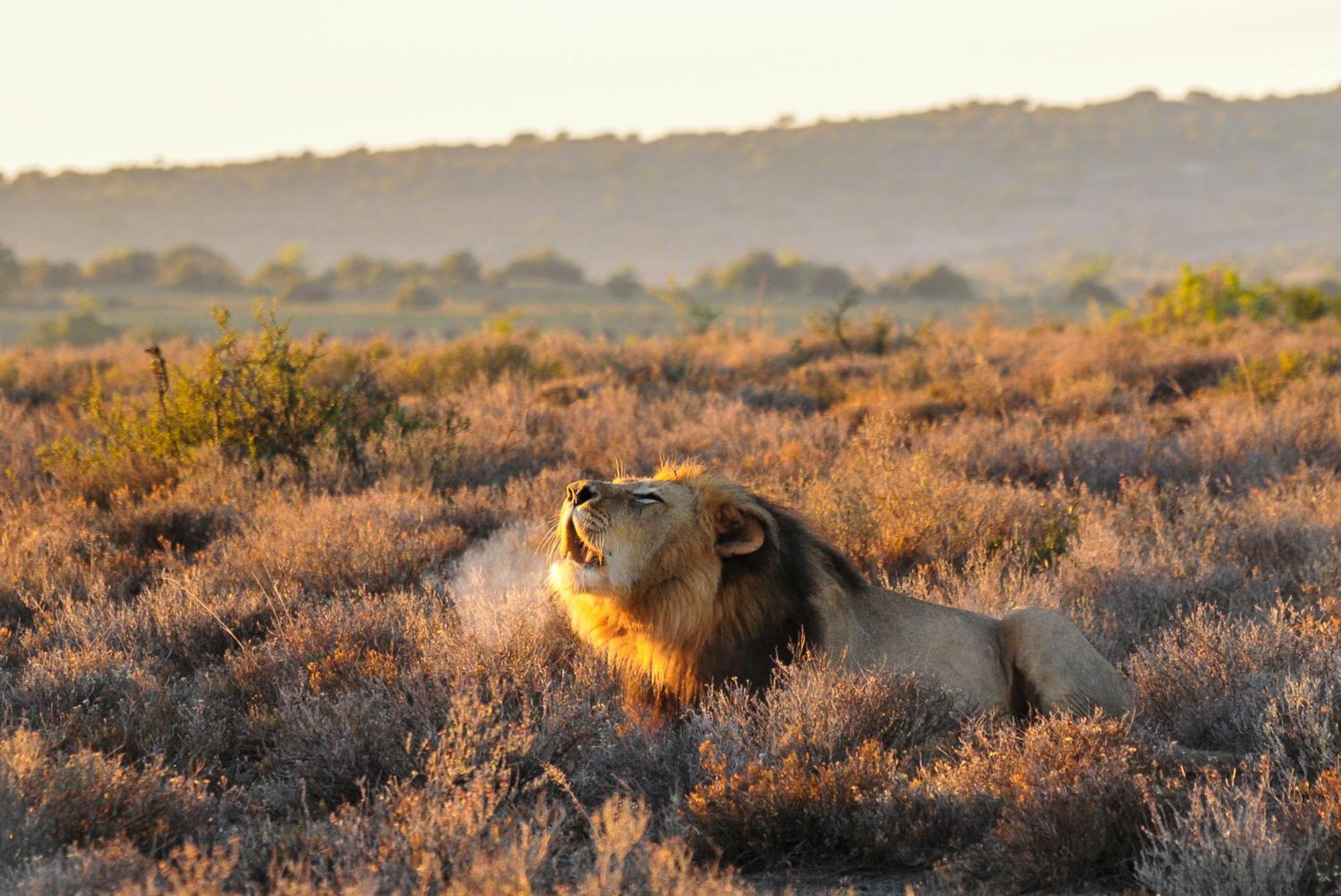Kwandwe Private Game Reserve - Melton Manor Ґрейамстаун Екстер'єр фото