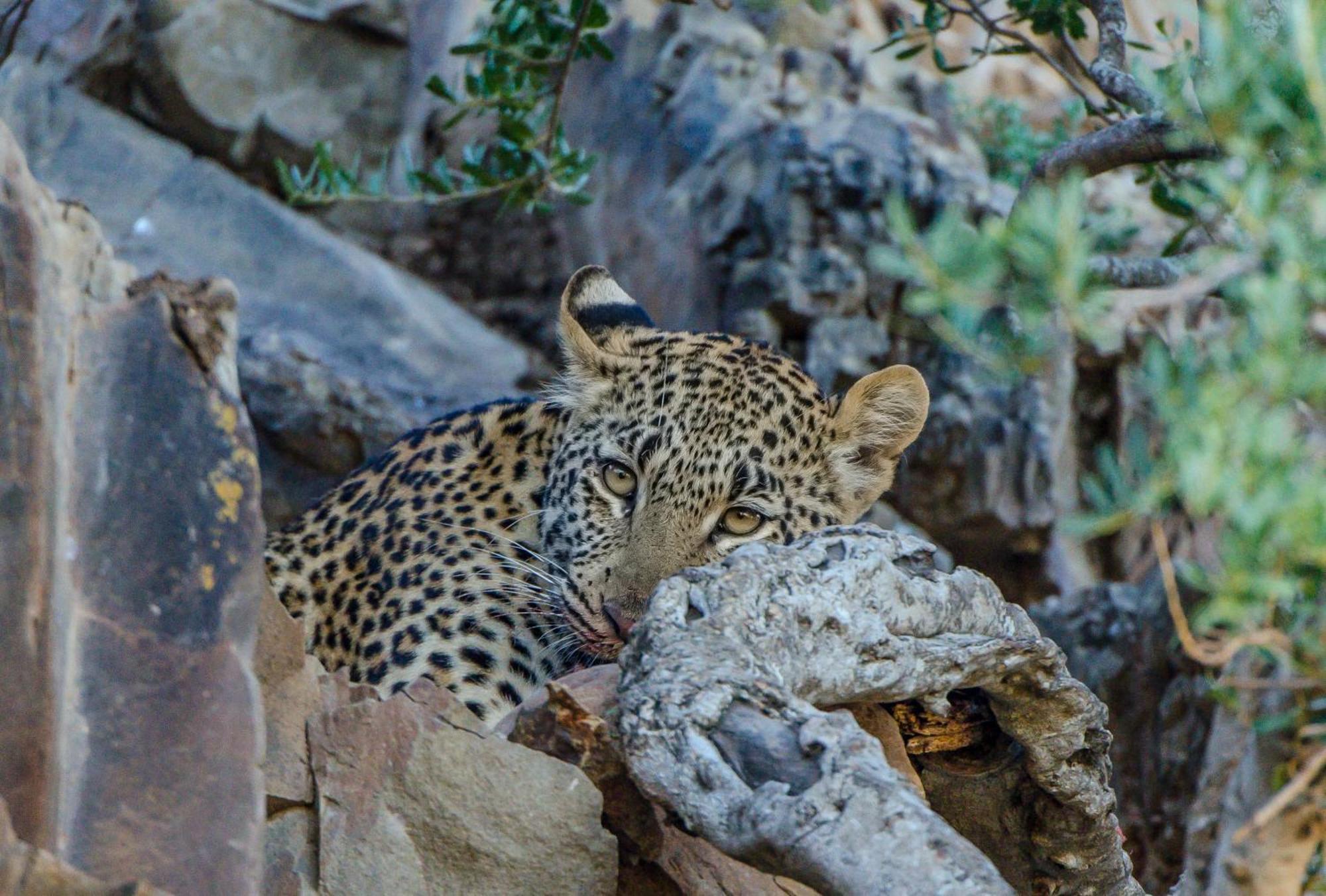 Kwandwe Private Game Reserve - Melton Manor Ґрейамстаун Екстер'єр фото